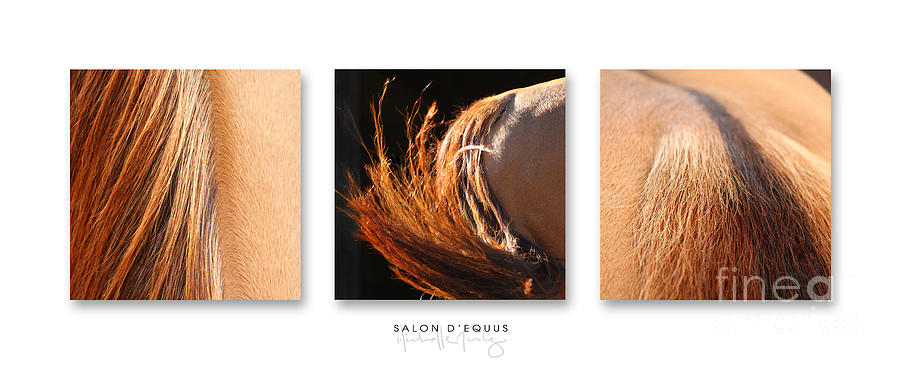 Nature Photograph - Salon dEquus Dark by Michelle Twohig