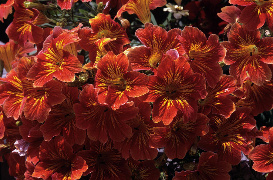 Salpiglossis royal Formula Mix Flowers Photograph by Sally Mccrae Kuyper/science Photo Library