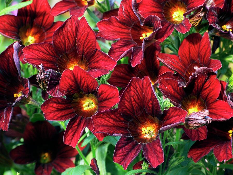 Flower Photograph - Salpiglossis royale Chocolate by Ian Gowland/science Photo Library