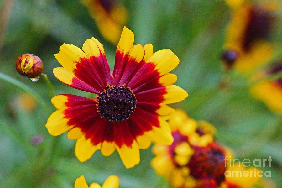 Nature Photograph - Salsa Coreopsis by Stephanie Hanson
