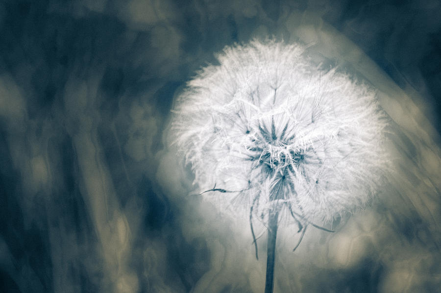 Salsify Past in Blue Photograph by Ronda Broatch