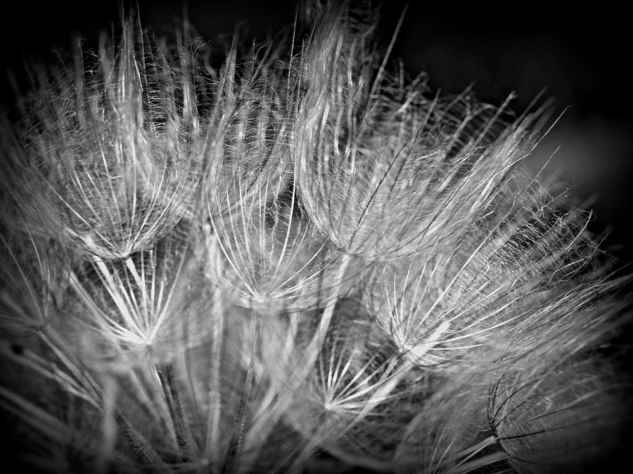 Salsify Wildflower -  Goatsbeard Seeds In Black And White Photograph by Carol Senske