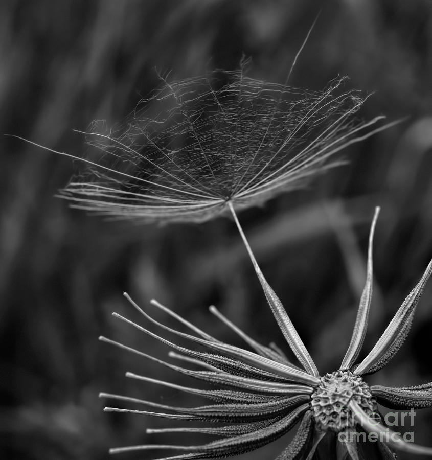 Nature Photograph - Salsify - Wildflower - Seed by Henry Kowalski