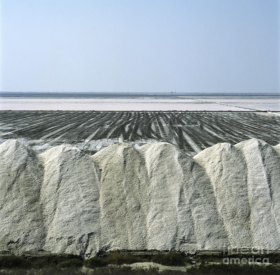 Nature Photograph - Salt marsh by Bernard Jaubert
