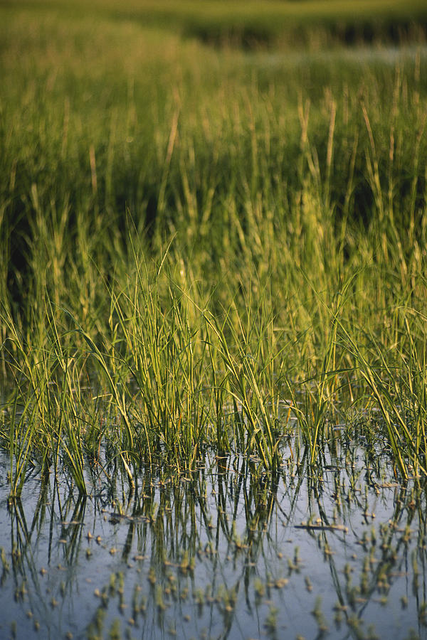 Salt Marsh Cordgrass Photograph by David Weintraub