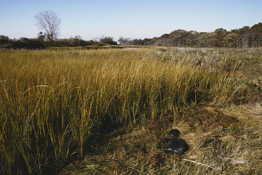 Salt Marsh Cordgrass Photograph by John W. Bova