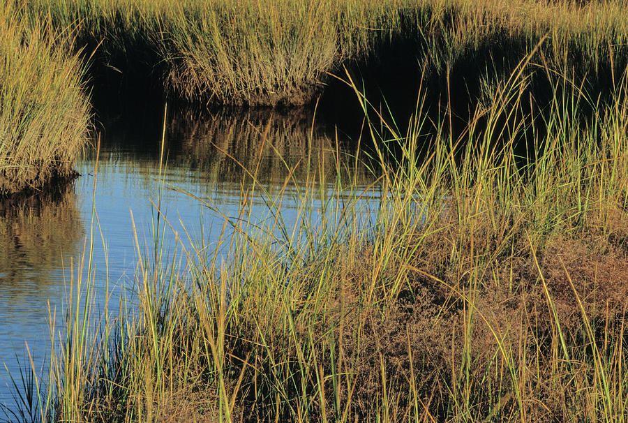 Chesapeake Bay Photograph - Salt Marsh Grasses At Elliott Island by Peter Essick