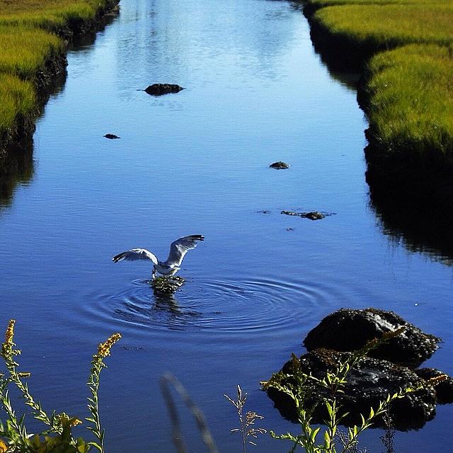 Salt Marsh Photograph by Skip Lombardi