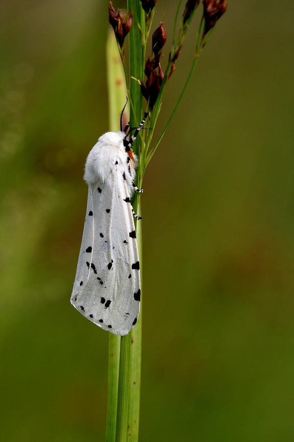 Nature Photograph - Salt Marsh Moth by April Wietrecki Green