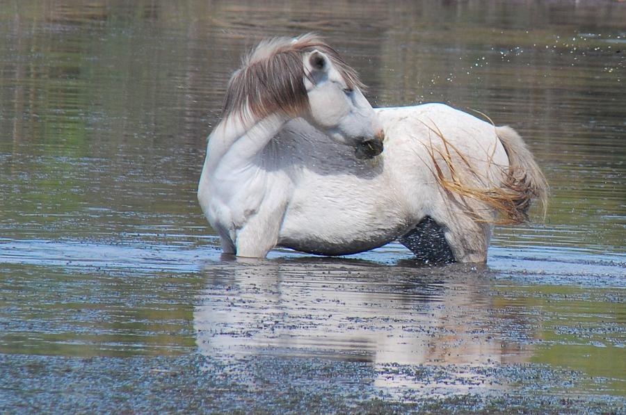 Salt River Wild Horse Photograph by Tam Ryan