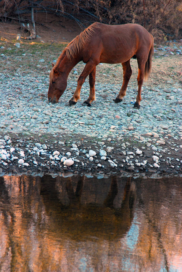 Salt River Wild Horses Photograph by Tam Ryan