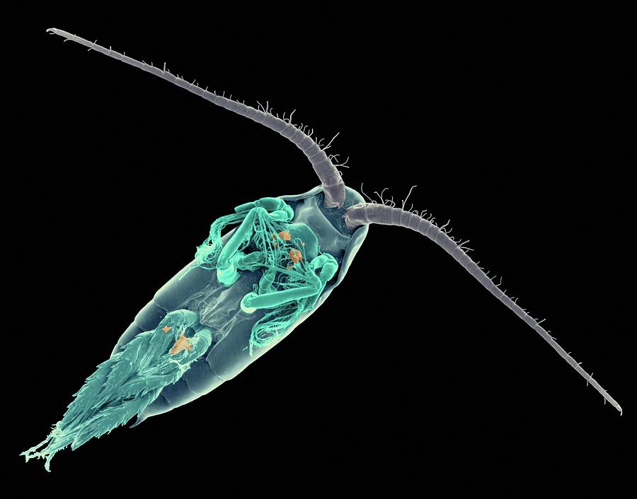 Salt Water Copepod (actitius Sp.) Photograph by Dennis Kunkel Microscopy/science Photo Library