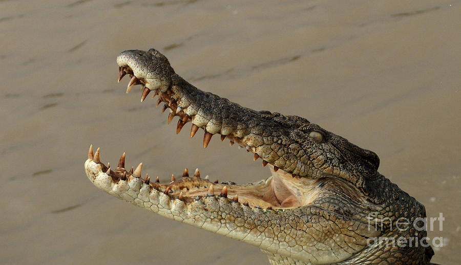 Salt Water Crocodile 1 Photograph by Bob Christopher