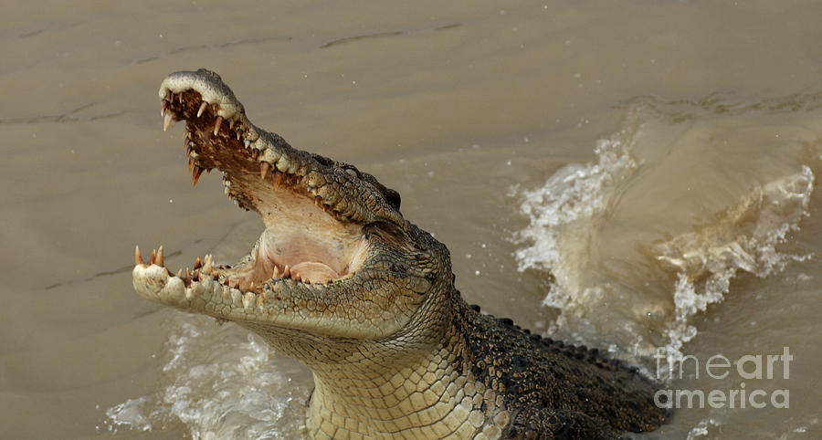 Crocodile Photograph - Salt Water Crocodile 2 by Bob Christopher