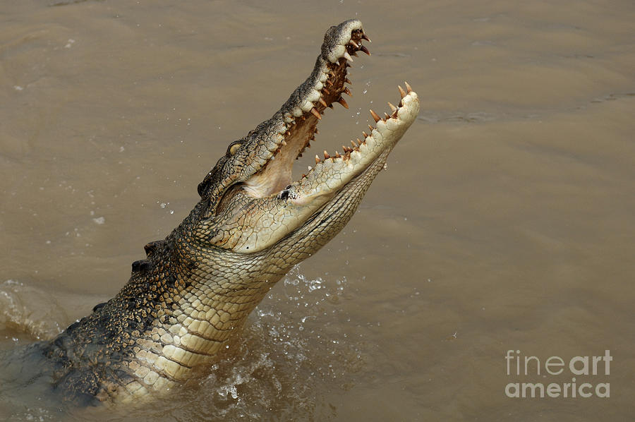 Salt Water Crocodile Australia Photograph by Bob Christopher