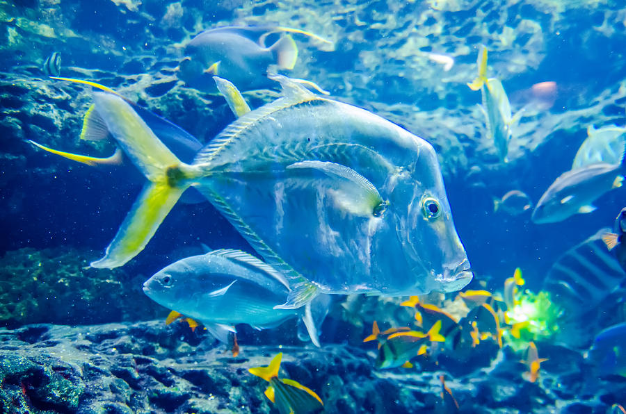 Salt Water Fish In The Ocean Or Aquarium Photograph by Alex Grichenko