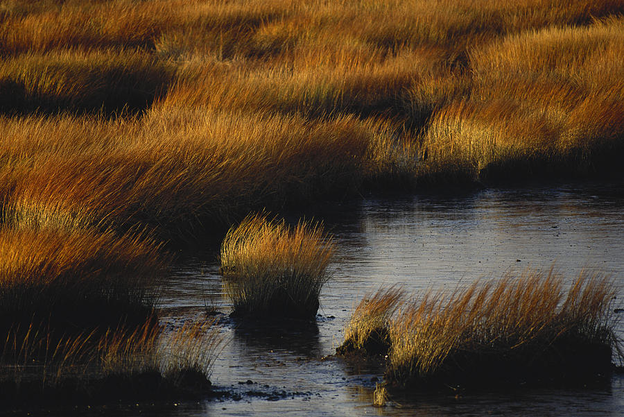 Saltmarsh Cordgrass Photograph by Paul J. Fusco