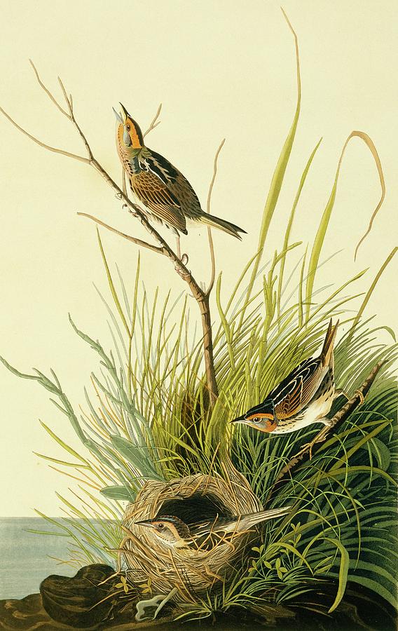 Saltmarsh Sharp-tailed Sparrow Photograph by Natural History Museum, London/science Photo Library