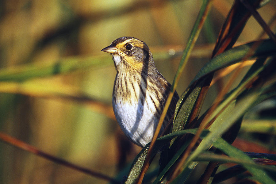 Saltmarsh Sharp-tailed Sparrow Photograph by Paul J. Fusco