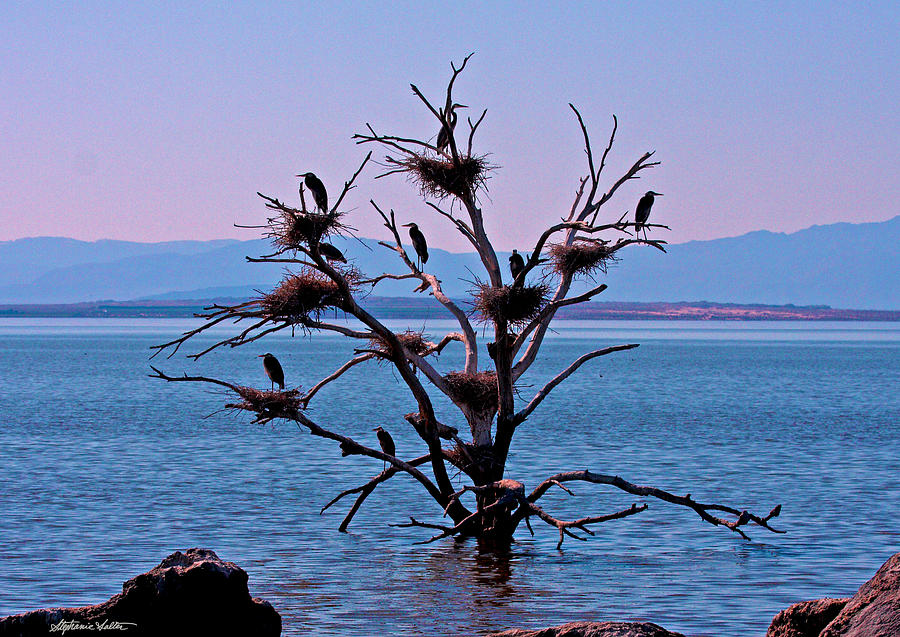 Salton Sea Heron Tree Photograph by Stephanie Salter