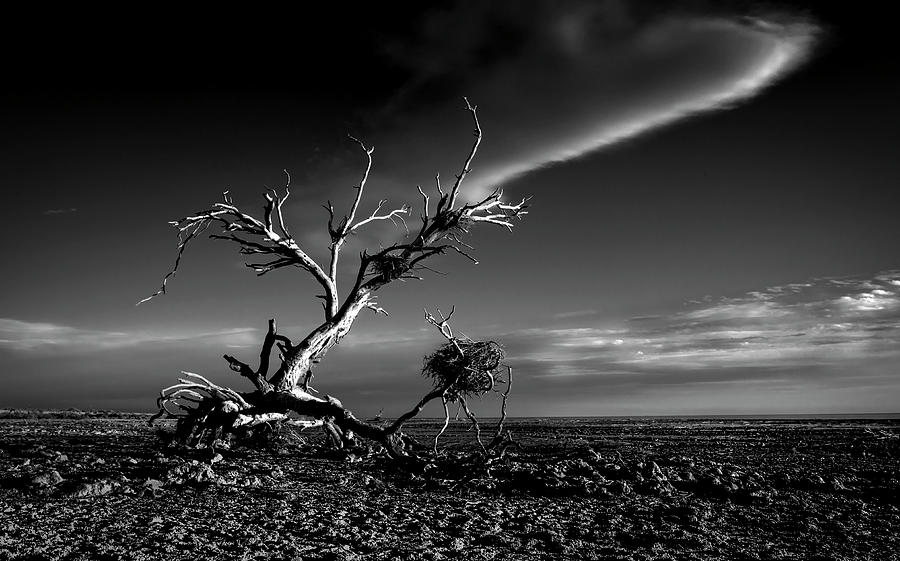 Black And White Photograph - Salton Sea Sculpture by Rob Darby