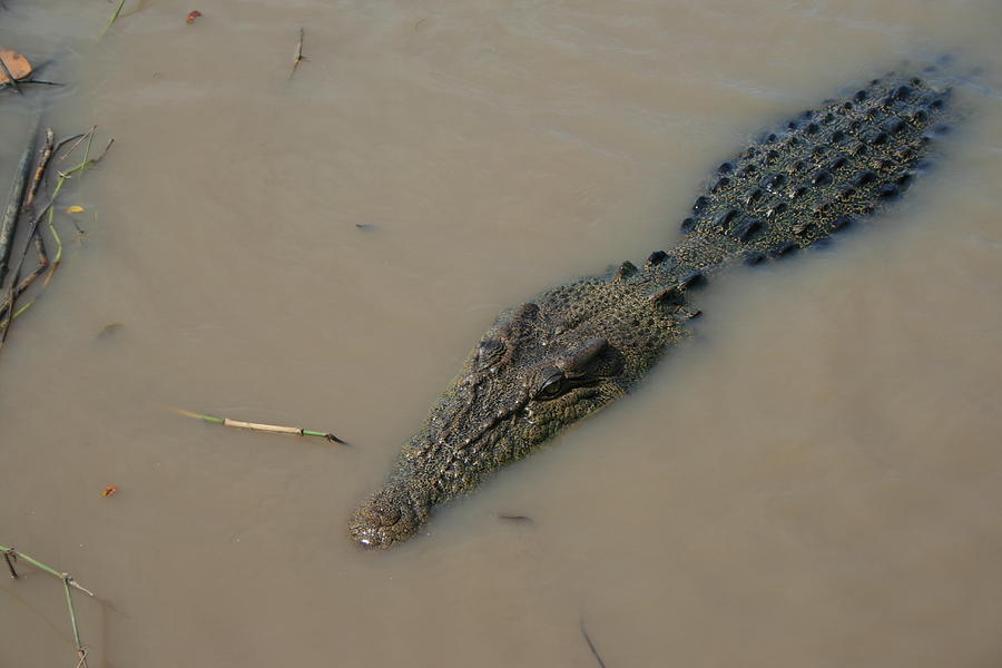 Saltwater Croc 2 Photograph by Carl Koenig - Pixels