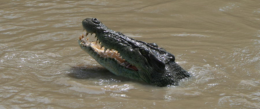 Saltwater Croc Photograph by Carl Koenig - Fine Art America