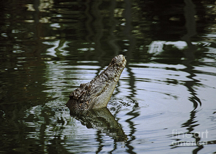 saltwater crocodile Australia Photograph by Rudi Prott