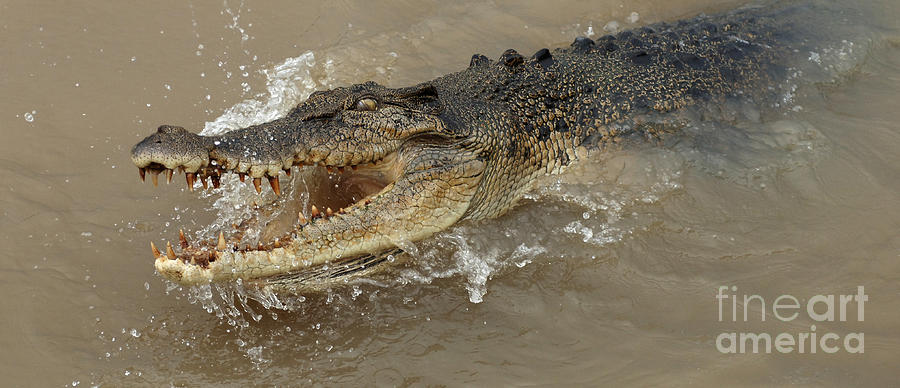 Saltwater Crocodile Photograph by Bob Christopher