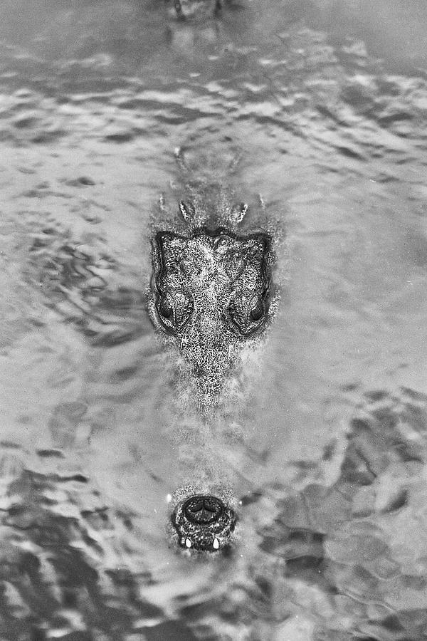 Yucatan Peninsula Photograph - Saltwater Crocodile Crocodylus Porosus by David Santiago Garcia Yucatan Peninsula Photograph - Saltwater Crocodile Crocodylus Porosus by David Santiago Garcia