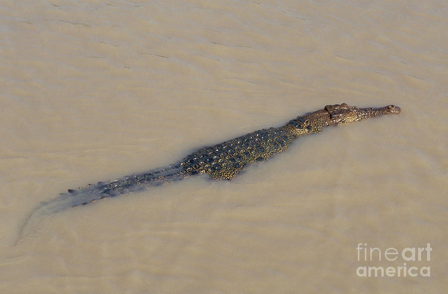Saltwater Crocodile Photograph by Gregory G. Dimijian, M.D. Saltwater Crocodile Photograph by Gregory G. Dimijian, M.D.