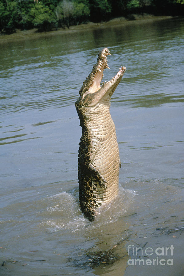 Saltwater Crocodile Photograph by Jeffrey Rotman