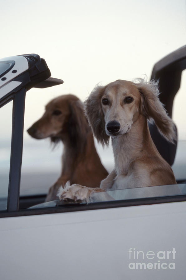 Dog Photograph - Saluki Dogs In Car by Chris Harvey