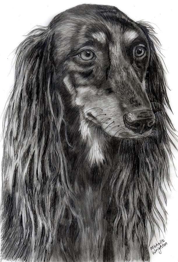 Dog Drawing - Saluki Black and White Drawing by Michelle Wrighton