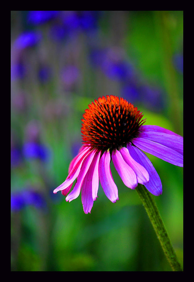 Echinacea Photograph - Salute to the Sun by Susanne Still