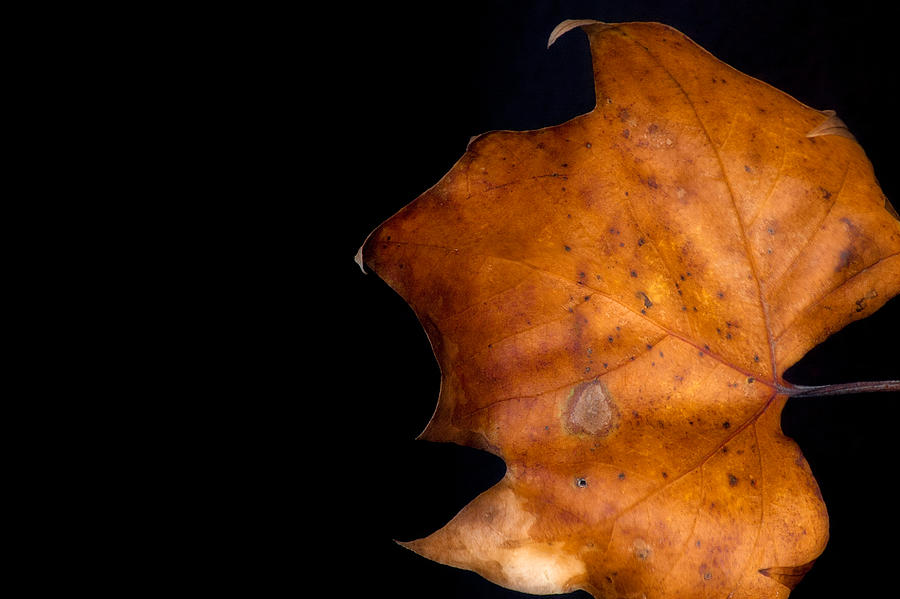 Salvaged Leaf Photograph by Eugene Campbell