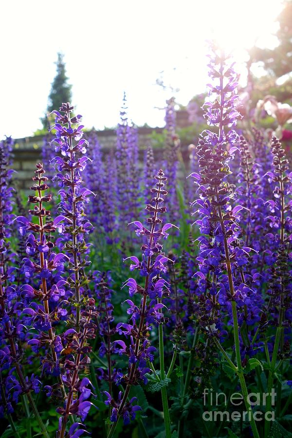 Salvia and Sunlight Photograph by Jacqueline Athmann