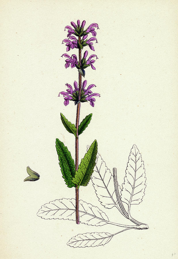 Salvia Clandestina Small-flowered Clary Drawing by English School ...