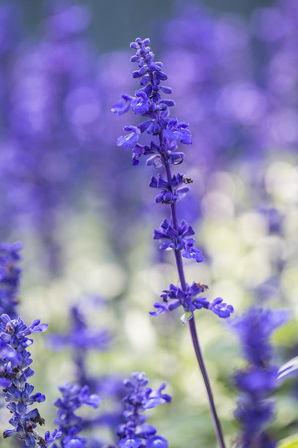 Salvia Fairy Queen Plant Photograph by Carol Mellema - Pixels