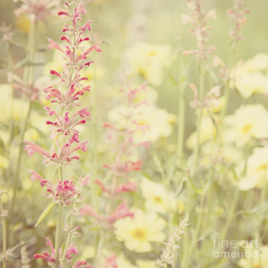 Salvia Flower 2 Photograph by Chris Scroggins