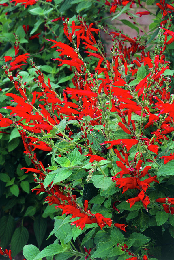 salvia fulgens photograph