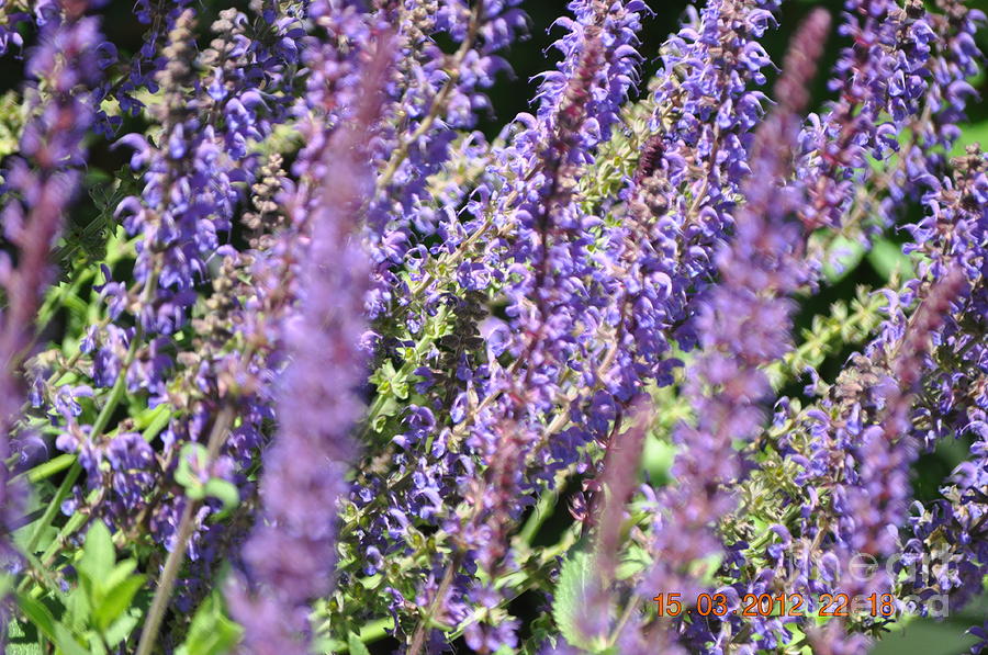 Salvia In Bloom Photograph by Nona Kumah