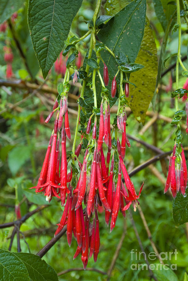 Salvia In Peruvian Cloud Forest Photograph by William H. Mullins