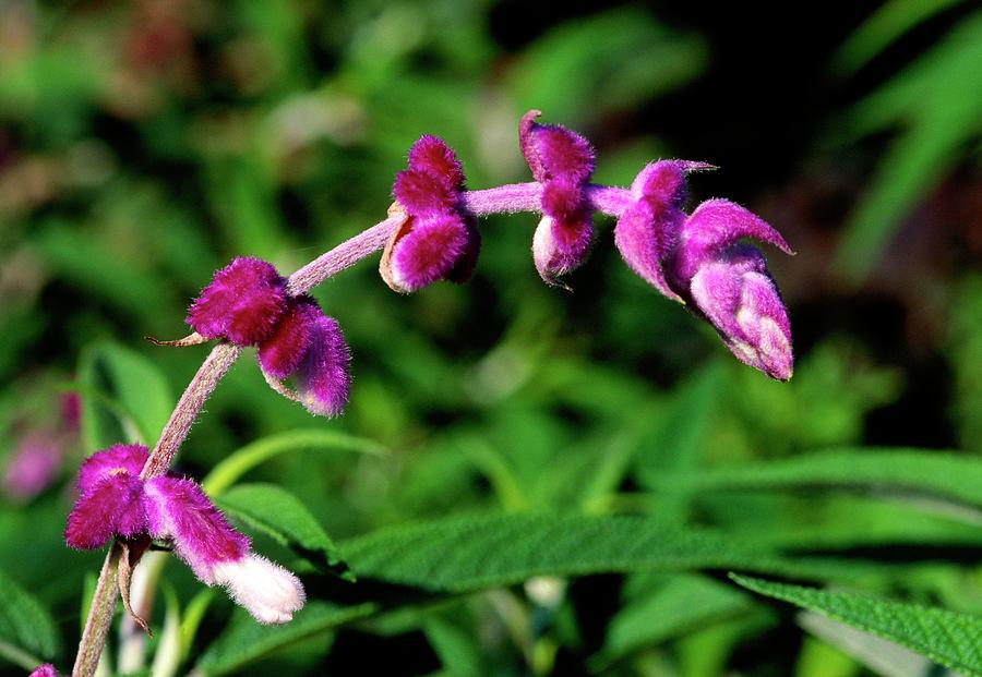 Salvia leucantha 'Purple Velvet