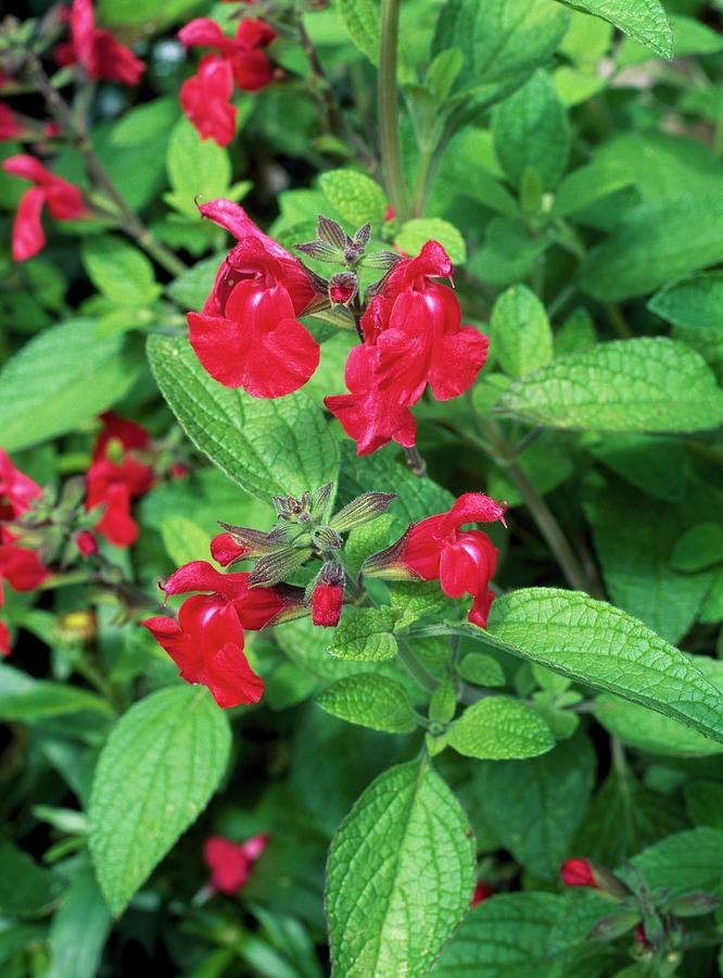 Salvia Microphylla Photograph by Geoff Kidd/science Photo Library ...