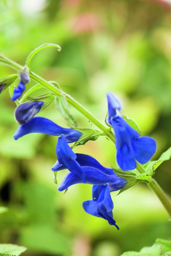 Flower Photograph - Salvia Patens blue Angel by Adrian Thomas