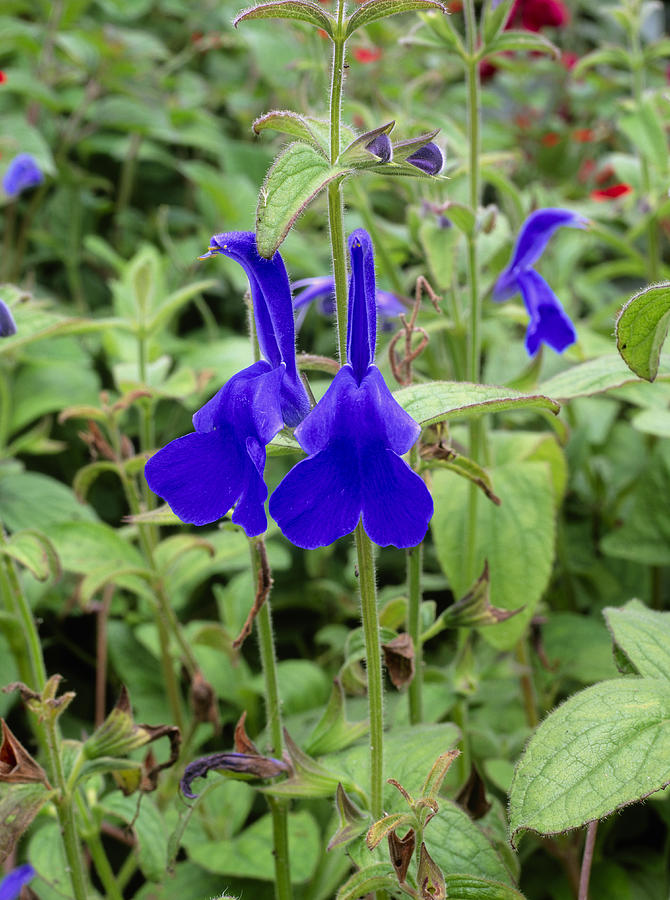 Salvia Patens Photograph by Geoff Kidd/science Photo Library