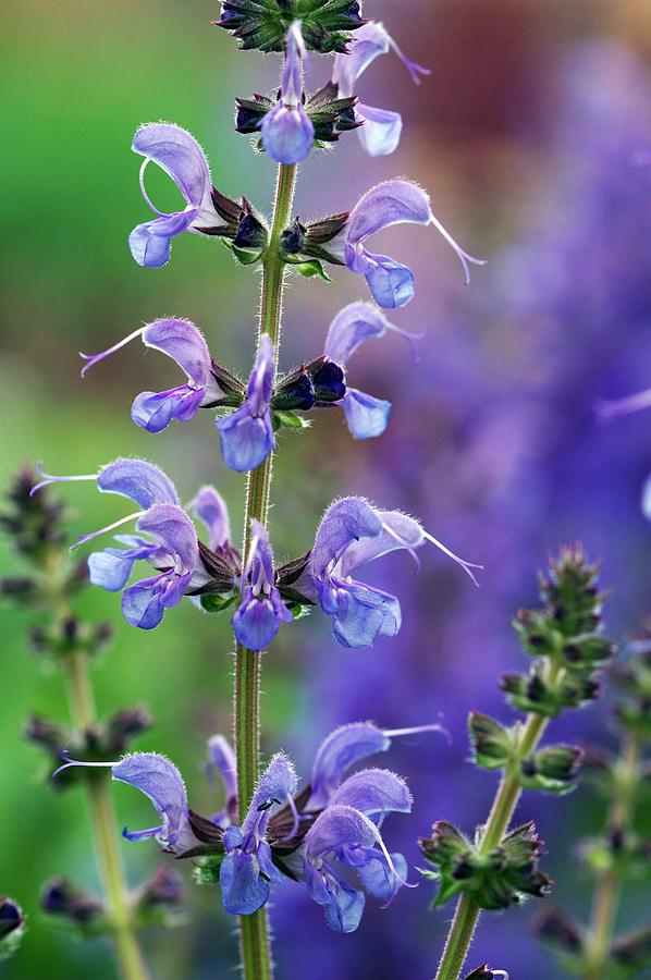 Summer Photograph - Salvia Pratensis rhapsody In Blue by Sam K Tran/science Photo Library