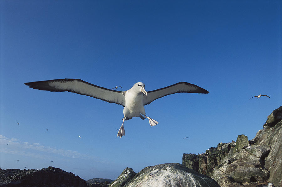 Salvins Albatrosses Bounty Islands Photograph by Tui De Roy