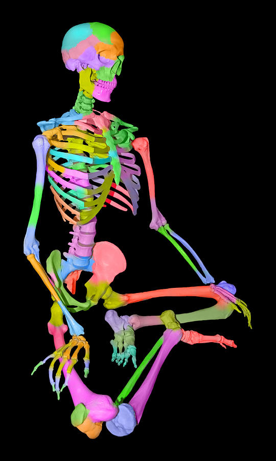 Skeleton Mixed Media - Sam Shows his Colors II by Betsy Knapp